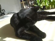 ファイル 2439-4.jpg