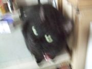 ファイル 2441-1.jpg