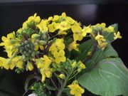 ファイル 2442-1.jpg