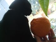 ファイル 2443-1.jpg