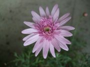 ファイル 2447-1.jpg