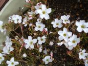 ファイル 2448-1.jpg