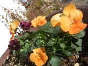 ファイル 2451-1.jpg