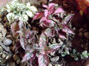 ファイル 2456-1.jpg