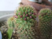 ファイル 2457-1.jpg