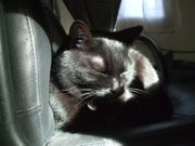 ファイル 2465-1.jpg