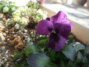 ファイル 2474-1.jpg