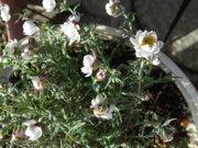 ファイル 2479-1.jpg