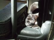 ファイル 2482-1.jpg