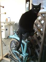 ファイル 2484-1.jpg