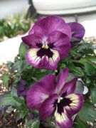 ファイル 2485-1.jpg