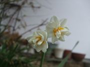 ファイル 2486-1.jpg