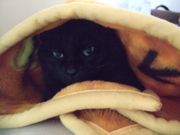 ファイル 2488-1.jpg