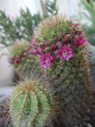 ファイル 2491-1.jpg