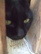 ファイル 2492-1.jpg