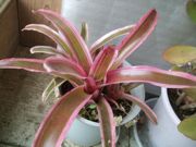 ファイル 2494-1.jpg