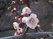 ファイル 2496-2.jpg