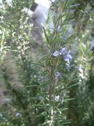 ファイル 2497-1.jpg