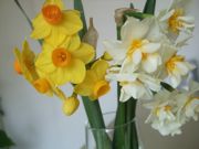 ファイル 2499-2.jpg