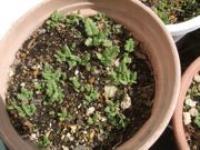 ファイル 2501-1.jpg