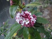 ファイル 2503-1.jpg