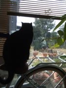 ファイル 2506-1.jpg