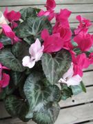 ファイル 2508-1.jpg