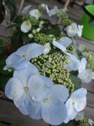 ファイル 2509-1.jpg