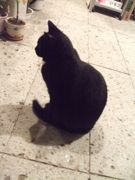 ファイル 2510-1.jpg