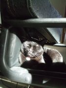 ファイル 2511-1.jpg