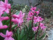 ファイル 2514-1.jpg