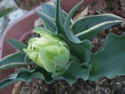 ファイル 2517-1.jpg