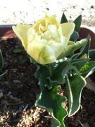 ファイル 2517-2.jpg