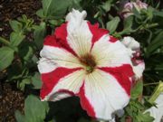 ファイル 2519-1.jpg