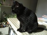 ファイル 2520-1.jpg