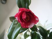 ファイル 2522-1.jpg