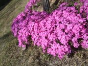 ファイル 2523-1.jpg