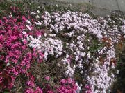 ファイル 2523-2.jpg