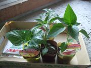 ファイル 2524-1.jpg