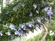 ファイル 2526-1.jpg