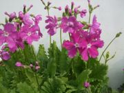 ファイル 2527-1.jpg