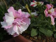 ファイル 2528-1.jpg