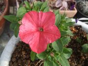 ファイル 2528-2.jpg