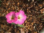 ファイル 2529-1.jpg