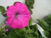 ファイル 2529-2.jpg