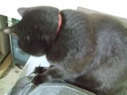 ファイル 2530-1.jpg