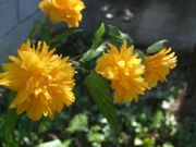 ファイル 2533-1.jpg