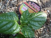 ファイル 2534-1.jpg