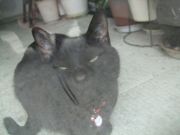 ファイル 2536-1.jpg