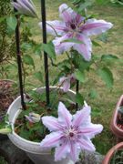 ファイル 2537-1.jpg